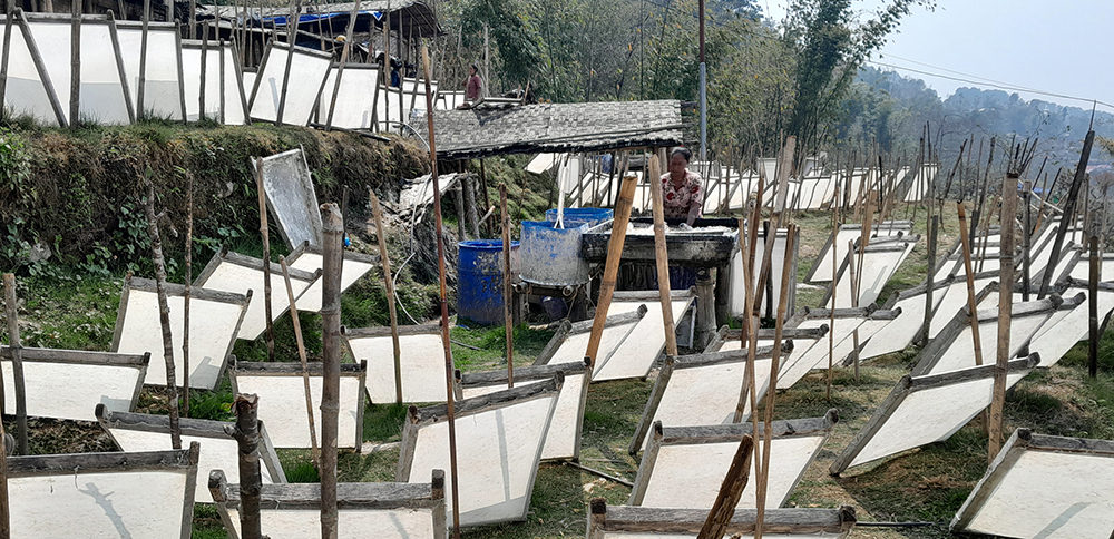 म्याग्दीमा नेपाली कागज उद्योग सञ्चालन भएपछि लोक्ताको सदुपयोग